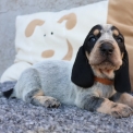 Chiot Basset Bleu de Gascogne de race – prix 850 €.