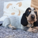 Basset Bleu de Gascogne disponible dans le Maine-et-Loire