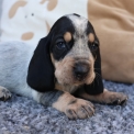 Chien Basset Bleu de Gascogne proposé par l’élevage des vallées longeronnaises.
