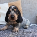 Chiot Basset Bleu de Gascogne de race – prix 850 €.