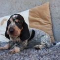 Basset Bleu de Gascogne disponible dans le Maine-et-Loire