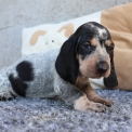 Chiot Basset Bleu de Gascogne de race  en région Pays de la Loire.