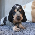Basset Bleu de Gascogne disponible dans le Maine-et-Loire