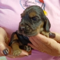 Chiot Cocker Anglais Spaniel sans pedigree – prix 1700 €.