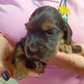 Cocker Anglais Spaniel disponible dans le Doubs