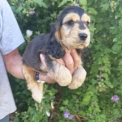Chiot Cocker Anglais Spaniel � vendre au prix de 1700 � vaccin� et identifi�.