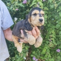 Chiot Cocker Anglais Spaniel � vendre au prix de 1700 � vaccin� et identifi�.