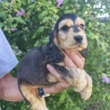 Cette petite femelle Cocker Anglais Spaniel propos�e � l'achat est n�e le 14/07/2026.