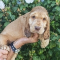 Chiot d'apparence de race Cocker Anglais Spaniel � adopter.