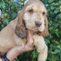 Cette petite femelle Cocker Anglais Spaniel propos�e � l'achat est n�e le 14/07/2026.