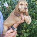 Chiot Cocker Anglais Spaniel � vendre au prix de 1700 � vaccin� et identifi�.