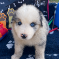 Chiot Berger américain miniature de race – prix 1800 €.