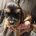 Chiot Cocker Anglais Spaniel sans pedigree � prix 1700 �.