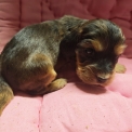 Cocker Anglais Spaniel disponible dans le Doubs