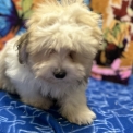 Adoption chiot Coton de Tulear au prix de 1080 €