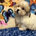 Chiot Coton de Tulear à adopter au prix de 1080 €