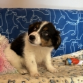 Chiot Berger américain miniature de race – prix 1360 €.