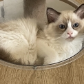 Chaton Chat Ragdoll de race – prix 1300 €.
