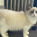 Chaton Chat Ragdoll de race – prix 1300 €.