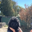 Chiot Caniche Nain � vendre au prix de 1400 � vaccin� et identifi�.