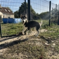 Chiot Husky Sibérien sans pedigree en région Centre-Val de Loire.