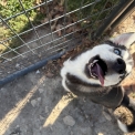 Husky Sibérien disponible en Indre-et-Loire