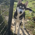 Chien Husky Sibérien proposée par l’élevage Le Domaine de Liloo.
