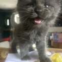 Chaton Maine Coon de race – prix 1200 €.