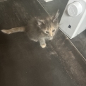 Chaton Maine Coon de race  en région Auvergne-Rhône-Alpes.