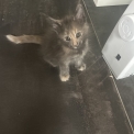 Chaton Maine Coon de race  en région Auvergne-Rhône-Alpes.