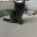 Maine Coon disponible en Isère