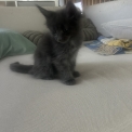 Chat Maine Coon proposé par l’élevage Chatterie du Ciel d'Emeraude.