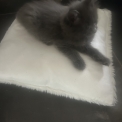 Chat Maine Coon proposé par l’élevage Chatterie du Ciel d'Emeraude.