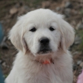 Adoption chiot Golden Retriever au prix de 1300 €