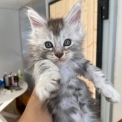 Chaton Maine Coon de race  en région Bourgogne-Franche-Comté.