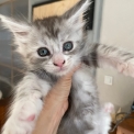 Chat Maine Coon proposé par l’élevage Mohan Bengal.