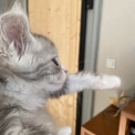 Chat Maine Coon proposé par l’élevage Mohan Bengal.