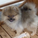 Chiot Spitz Allemand Nain de race LOF avec pedigree � adopter.