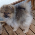 Chiot Spitz Allemand Nain de race LOF avec pedigree � adopter.