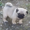 Cette petite femelle Carlin propos�e � l'achat est n�e le 29/07/2026.