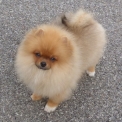 Chiot Spitz Allemand Nain de race LOF avec pedigree � adopter.