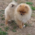 Chiot Spitz Allemand Nain � vendre au prix de 2200 � vaccin� et identifi�.