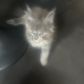 Chat Maine Coon proposée par l’élevage Chatterie du Ciel d'Emeraude.