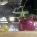 Maine Coon disponible en Isère