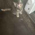 Chat Maine Coon proposée par l’élevage Chatterie du Ciel d'Emeraude.