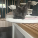 Chaton Maine Coon de race  en région Auvergne-Rhône-Alpes.