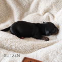 Adoption chiot Teckel nain à poil long au prix de 3000 €
