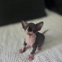 Adoption chaton Chat Sphynx au prix de 1400 €