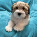 Chiot Coton de Tulear de race – prix 1200 €.