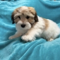 Chiot Coton de Tulear de race – prix 1200 €.